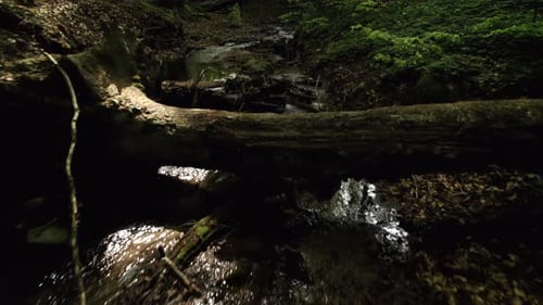 Fallen tree over a flowing creek.