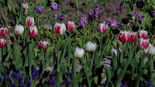 Beautiful purple, lilac, white tulips in the park, forest.