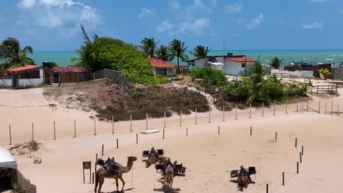Animales dromedarios en camello en las dunas de la playa de Genipabu. Noreste de Brasil.