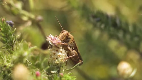 Grasshopper Eating Flower on Plant, Close Up