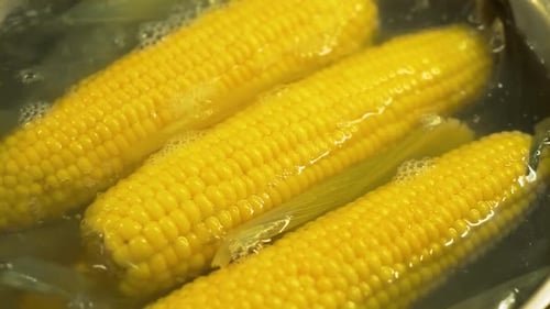 Yellow Corn Boiling in Water Close Up