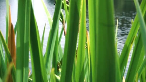 Panning by green reed in slow motion, water from a lake showing in between.