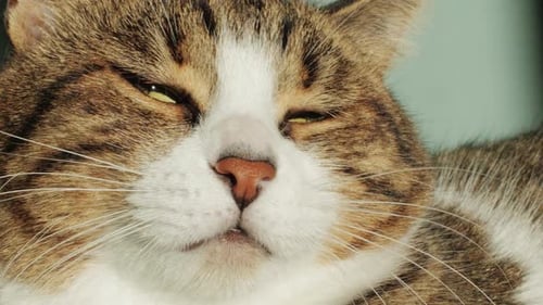 Resting Tabby Cat Opens and Closes Eyes