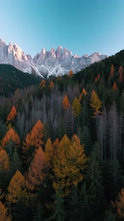 4k vertical footage of a mountain landscape with a pine forest in the Dolomites in autumn