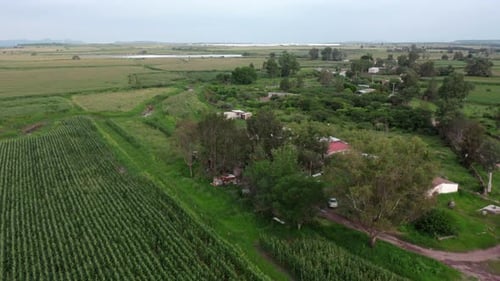 Drone aerial view over rural village beside crop fields and corn rows, with tree-lined dirt road