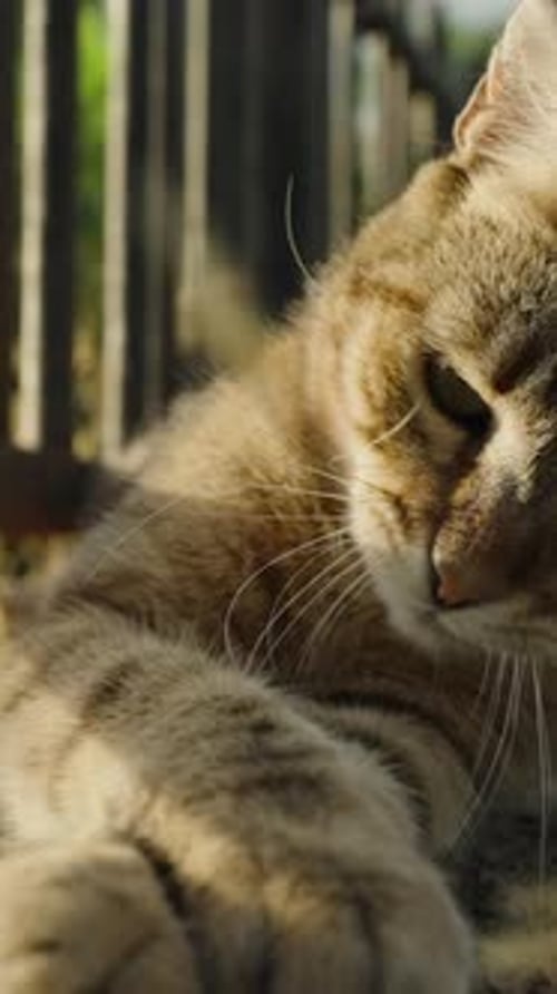 Vertical video. Cat Plays with a Twig on a Sunny Summer Day While Lying on a Rock. Slow Motion.