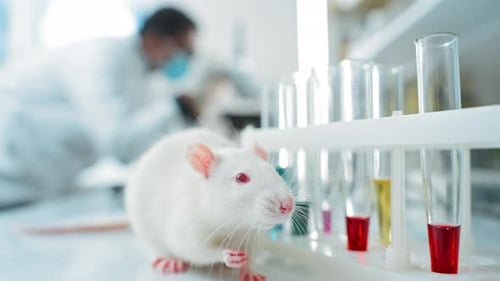 White Rat in Medical Research Laboratory