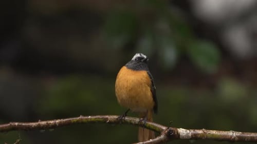 Male Daurian redstart perching on tree branch and looking around on a rainy day