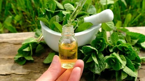 Extracting Fresh Mint Essential Oils Outdoors