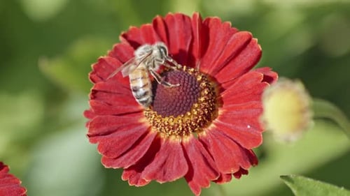 Close up view of a wild bee pollinating a flower and eating nectar . Wonders of nature. Slow motion