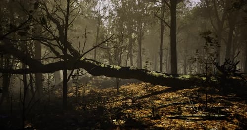 Sunlight Filters Through Trees Onto Fallen Log in Dense Forest