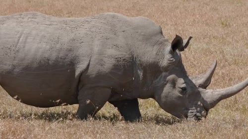 Spaziergang durch Spitzmaulnashörner im Ol Pejeta Conservancy, Kenia.