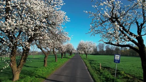 View of the road with alley of cherry trees in bloom on sunny morning. St. Anne Mountain, Poland