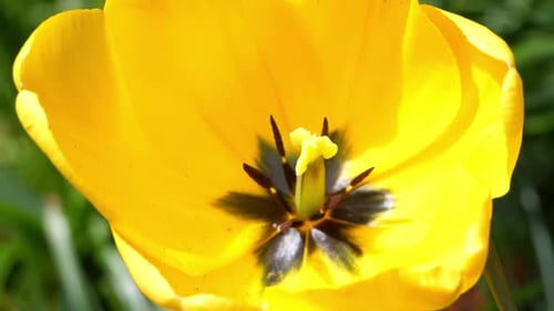 Close up of a yellow tulip flower and petals.