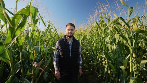 Successful Young Farmer Standing in Corn Field