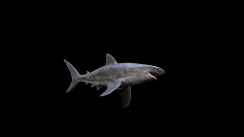 Realistic 3D Great White Shark Swimming Animation