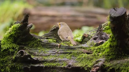 Rotkehlchen in Zeitlupe, das auf einem moosigen Baumstamm im holländischen Waldgebiet thront