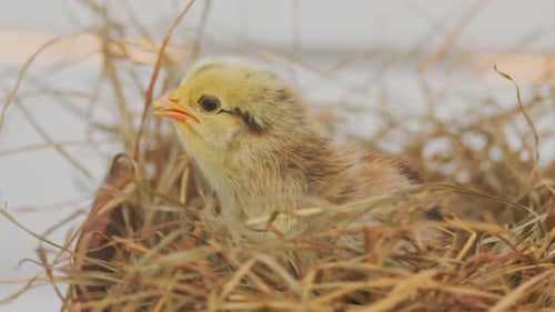 Close Up of Cute Newborn Chick in Nest