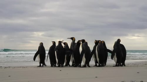 King penguins colony on beach
