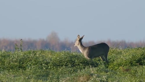 Common wild roe deer perfect closeup on meadow pasture autumn golden hour light