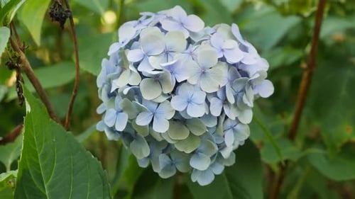 Hortensie weht im Wind.