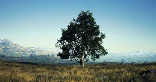 Majestic Solitary Tree Under a Clear Blue Sky in a Serene Rural Landscape