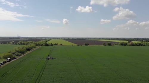 green barley and wheat fields aerial view