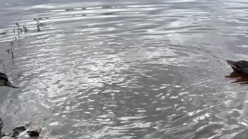 Wild Ducks Swim on a Pond in the Park Nature and Animals