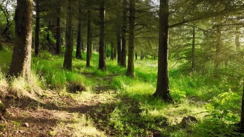 Magical Summer Morning In The Forest Magnificent Green Pine Trees At Sunny Weather