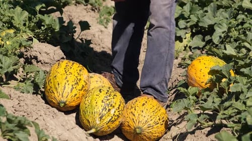 Im Feld geerntete Melonen