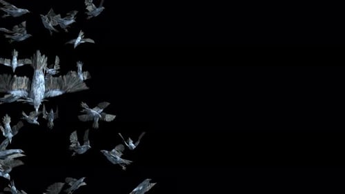 Krähe, Vogel, Fledermaus, fliegend, 4K