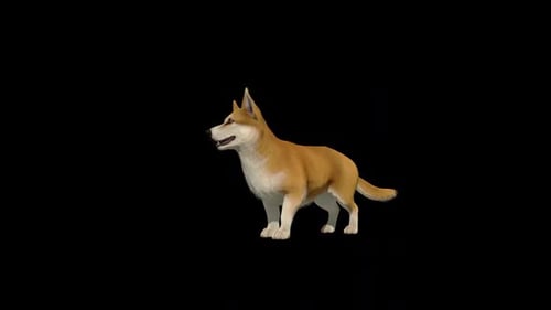 Corgi Dog Look Around Loop