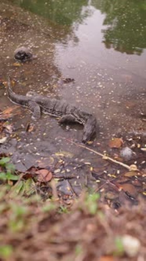 Grand varan se reposant partiellement immergé dans les eaux peu profondes d'un étang ou d'une rivière