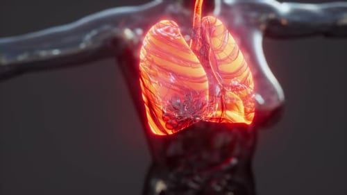 3D Human Lungs Anatomy Scan Medical Animation