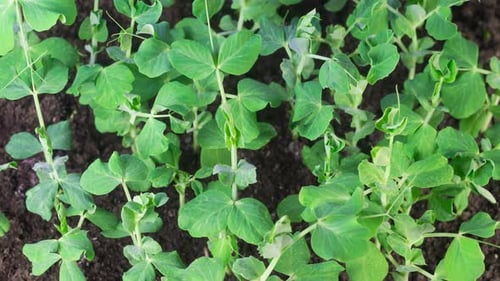 Time Lapse of Insects Destroy Green Peas Beans Plants