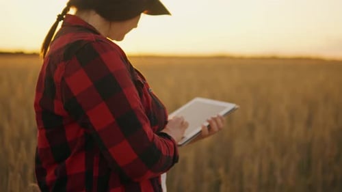 A Woman Agronomist with a Tablet in Her Hands Looks at the Harvest on the Field