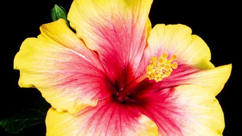 Yellow hibiscus open its flower in time lapse. Blooming plant on a black background