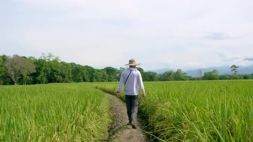Farmer walking through a rice field in South America