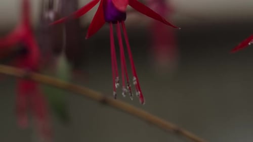 Vibrant Pink and Purple Flowers Macro Close-Up