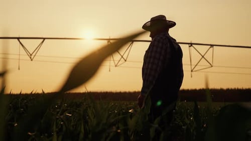 Farmer Inspects Crops at Sunset on Farm