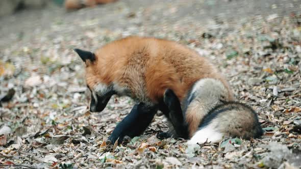 Japanese Red Fox Scratching Its Body While Sitting On Dry Fallen Leaves ...