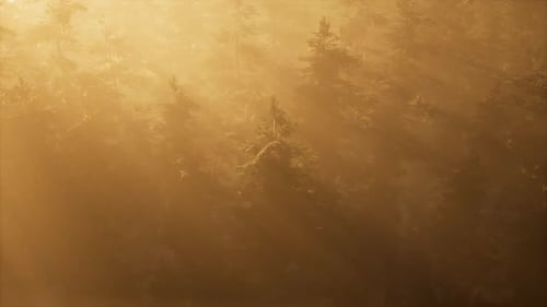 Aerial Sunrays in Forest with Fog