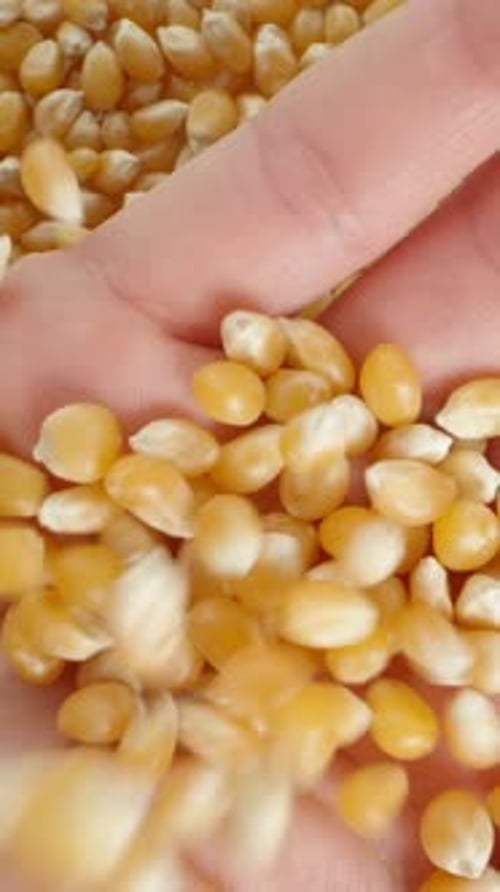 Vídeo vertical. Desde arriba, los granos de maíz para hacer palomitas caen sobre la palma de una mujer
.