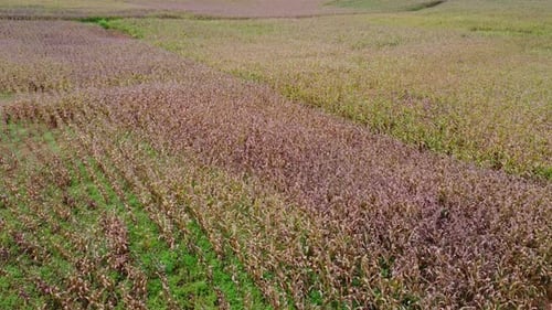 Aerial view of ripe corn field on a sunny day. Top view of Agricultural area of corn fields