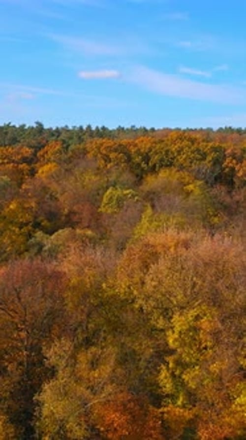 Autumn forest from above. Beautiful woodland in fall season.