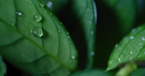 Water Drop on Green Leaves Ecology Fresh Water Drops On Leaves Eco Droplets