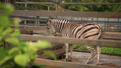 Zebra Grazing Behind Fence in Outdoor Enclosure