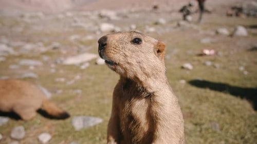 Wild Marmot Looking Alert on Mountain Field