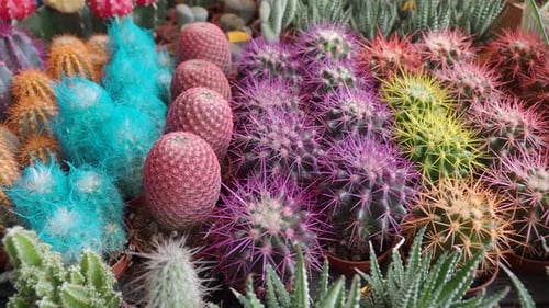 Closeup of Many Cactus in the Pots at the Market
