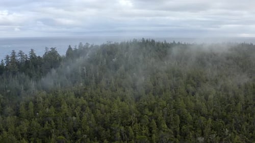 Mist Over Spruce Forest Park In Tofino, West Coast, Vancouver Island, Canada. Aerial Drone Shot